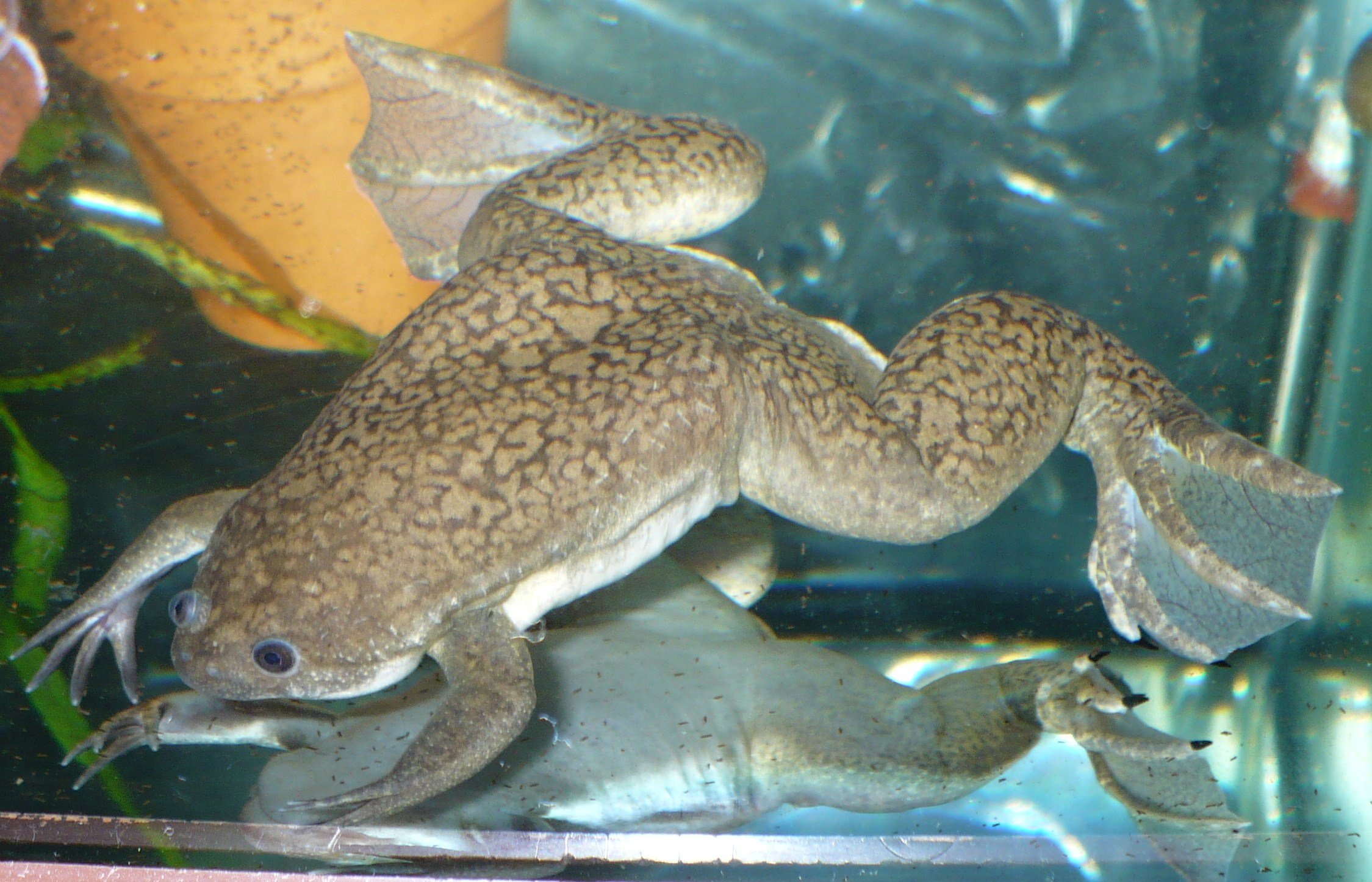 Pets: African Dwarf Frog