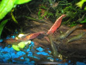 good_cherry_shrimp_-picture