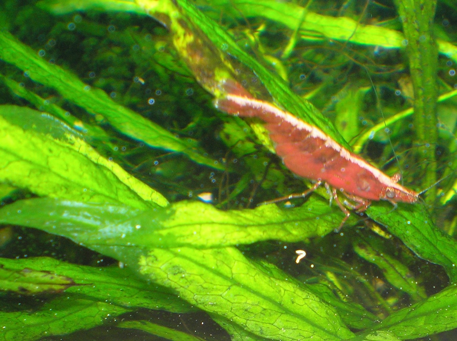 Daphnia in shrimp outlet tank