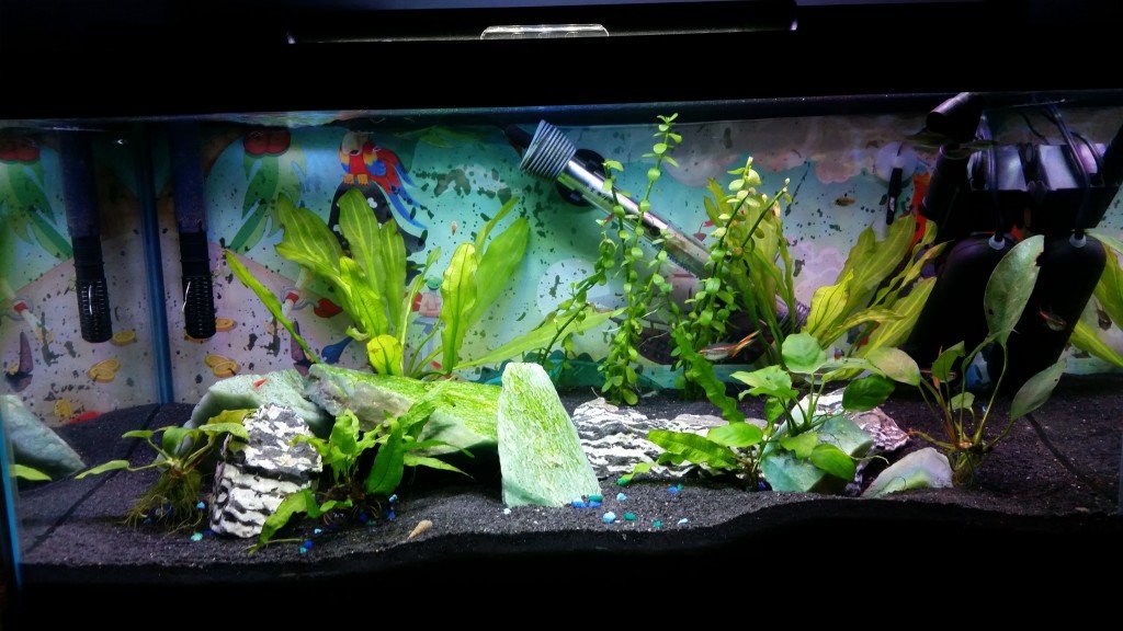 Aquarimax 270: Aquarium Podcast | Aquarimax Pets