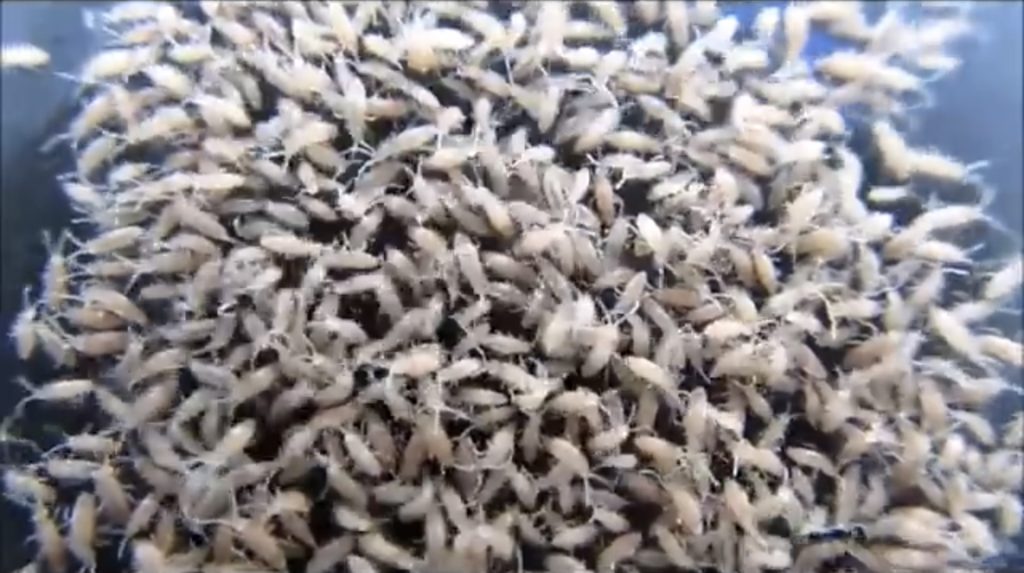 How to Culture Springtails