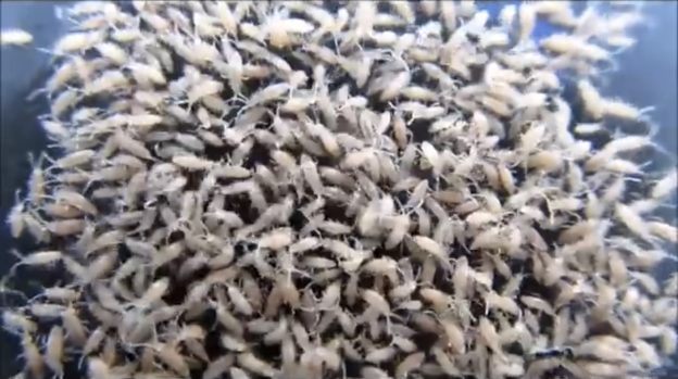 How to Culture Springtails | Aquarimax Pets